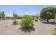 Backyard with low-maintenance desert landscaping, including several mature citrus trees at 15960 W Indigo Ln, Surprise, AZ 85374