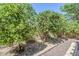View of the backyard highlighting the lush citrus trees and low maintenance desert landscaping at 16186 W Port Royale Ln, Surprise, AZ 85379