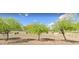 Neighborhood street featuring lush green trees and desert landscaping at 17717 W Mandalay Ln, Surprise, AZ 85388