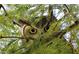 Close up of owl peering through tree branches at 10651 E Fernwood Ln, Scottsdale, AZ 85262