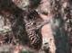 Close-up of roadrunner bird in desert landscaping at 10651 E Fernwood Ln, Scottsdale, AZ 85262