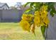 Vibrant yellow flowers bloom in the backyard at 3519 W Libby St, Glendale, AZ 85308