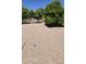 Backyard featuring rock groundcover and mature shade trees at 8632 E Delilah Ave, Mesa, AZ 85208