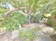 Beautifully landscaped backyard with mature trees, flowering ground cover, and privacy wall at 1118 E Orangewood Ave, Phoenix, AZ 85020