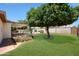 Green backyard showcasing a mature orange tree, covered patio, and a view of the refreshing pool at 730 W Curry St, Chandler, AZ 85225