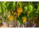 Close-up of a lemon tree bearing many ripe, yellow lemons at 1145 E Lowell Ave, Gilbert, AZ 85295