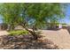 Spacious backyard featuring mature trees, gravel landscaping and a small patch of lawn at 5436 E Aspen E Ave, Mesa, AZ 85206