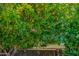 Lush orange tree brimming with ripe fruit, adding natural beauty to the landscape at 4932 E Kathleen Rd, Scottsdale, AZ 85254