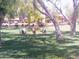 Community common area featuring mature trees and seating area with Adirondack chairs at 8700 E Mountain View Rd # 2029, Scottsdale, AZ 85258