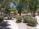 Beautifully landscaped community area featuring pink flowering bushes and mature shade trees at 8700 E Mountain View Rd # 2029, Scottsdale, AZ 85258
