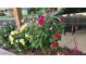 Charming front yard with colorful rose bushes and flowerbeds at 10721 W Mission Ln, Sun City, AZ 85351