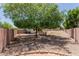 Spacious backyard with mature shade tree, gravel landscaping, and covered patio at 6276 N 75Th Ln, Glendale, AZ 85303
