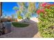 Landscaped backyard showcasing mature trees, manicured lawn and decorative rock at 8209 S 23Rd Pl, Phoenix, AZ 85042