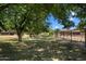 Lush backyard with mature trees, fencing, and plenty of space for outdoor enjoyment at 23265 S Via Del Arroyo --, Queen Creek, AZ 85142