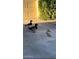 A Gathering of ducks in the driveway at 11028 W Crimson Ln, Avondale, AZ 85392