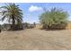 Expansive backyard features a towering palm tree and new wooden fence at 5808 W Myrtle Ave, Glendale, AZ 85301