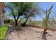 Desert backyard featuring a natural landscape, mature trees, cacti, and a perimeter fence at 32516 N 68Th Pl, Scottsdale, AZ 85266