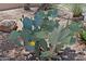 Prickly pear cactus adds beautiful color and dimension to the desert landscape at 32516 N 68Th Pl, Scottsdale, AZ 85266
