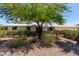 Inviting single-story home with a well-manicured front yard and shade tree, creating a warm and welcoming curb appeal at 9623 N 34Th Pl, Phoenix, AZ 85028
