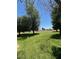Expansive grassy yard with mature trees offering ample space and shade at 121 E Ivanhoe St, Gilbert, AZ 85295
