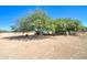 Large backyard with mature trees providing shade and a serene atmosphere at 22222 W Lower Buckeye Rd, Buckeye, AZ 85326
