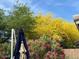 Lush backyard featuring vibrant flowers and mature trees, perfect for outdoor enjoyment at 4554 E Coyote Wash Dr, Cave Creek, AZ 85331