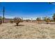 An expansive backyard with a variety of mature trees and perimeter fencing at 8101 E 4Th Ave, Mesa, AZ 85208
