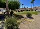Beautiful front yard with palm trees, green lawn, and flowering bushes at 4925 W Bluefield Ave, Glendale, AZ 85308