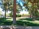 Mature trees in backyard providing shade and an ideal area for outdoor activities at 6139 E Voltaire Ave, Scottsdale, AZ 85254
