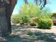 Lush front yard featuring mature trees and blooming bushes adding vibrant color and curb appeal at 6139 E Voltaire Ave, Scottsdale, AZ 85254