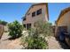 The backyard has fruit trees and rock landscaping at 125 N 22 Pl # 14, Mesa, AZ 85213