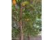 Close-up view of a vibrant orange tree, adding natural beauty to the property at 1040 W Juniper Ave, Gilbert, AZ 85233