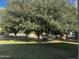 Grassy backyard featuring a mature shade tree and shady lawn furniture at 25722 S 179Th St, Queen Creek, AZ 85142