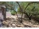 Desert backyard featuring natural landscape with mature trees, a stone path, and privacy wall at 41503 N 109Th Pl, Scottsdale, AZ 85262
