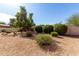 Backyard featuring desert landscaping and colorful bushes at 3740 W Kent Dr, Chandler, AZ 85226