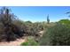 Backyard scene showcasing desert landscaping and natural beauty, offering a serene outdoor environment at 6937 E Purple Shade Cir, Scottsdale, AZ 85266