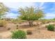 Beautiful desert landscaping with walking paths at 1951 W Plum Rd, Phoenix, AZ 85085