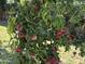 Healthy peach tree with ripe peaches ready for picking at 4626 W Altadena Ave, Glendale, AZ 85304