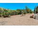Expansive desert landscaping in the backyard with varied cacti, shrubs, and trees at 772 Leisure World --, Mesa, AZ 85206