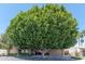 Exterior shot of the home with a large shade tree in the front yard at 7302 E Rose Ln, Scottsdale, AZ 85250