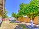Expansive backyard featuring mature fruit trees and a tidy lawn at 2046 E Downing St, Mesa, AZ 85213