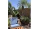 Lush backyard featuring desert landscaping, mature palm trees, and a comfortable seating area for relaxing at 30178 N Coral Bean Dr, San Tan Valley, AZ 85143