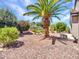 Low maintenance desert landscaping with mature plants and trees enhances the backyard at 15539 W La Salinas Ln, Surprise, AZ 85374