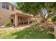 Expansive backyard featuring covered patio, lush lawn, outdoor kitchen, and mature shade tree at 6862 W Honeysuckle Dr, Peoria, AZ 85383
