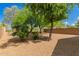 Large backyard featuring desert landscaping, mature trees, and block fence offering privacy at 29161 N Lilly Ln, San Tan Valley, AZ 85143