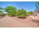 Landscaped yard featuring desert plants, ground cover and lush trees under a clear blue sky at 20215 N Mariposa Way, Surprise, AZ 85374