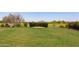 Lush green lawn in backyard featuring mature trees and hedge, perfect for outdoor gatherings at 27380 N 128Th Ln, Peoria, AZ 85383