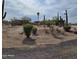 Expansive yard featuring natural desert landscaping with cacti and shrubs creates a serene outdoor environment at 9607 E Mckellips Rd, Mesa, AZ 85207