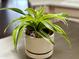 Close up of a potted snake plant on a kitchen island with green and white leaves at 11807 E Clinton St, Scottsdale, AZ 85259