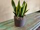 Snake plant in a gray pot on a wooden side table at 11807 E Clinton St, Scottsdale, AZ 85259